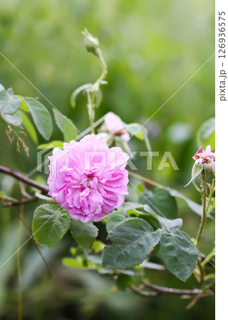 Garden roses in bloom. Beautiful romantic flowers growing outdoors. 126936575