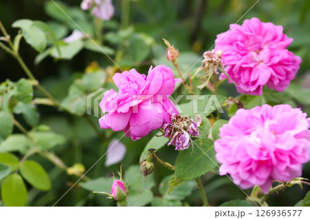 Garden roses in bloom. Beautiful romantic flowers growing outdoors. 126936577
