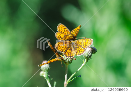 A mother-of-pearl butterfly collecting nectar A mother-of-pearl butterfly collecting nectar 126936660