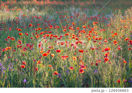 The poppy field is in bloom The poppy field is in bloom 126936663