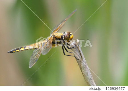 ヨツボシトンボ(オス) ヨツボシトンボ(オス) 126936677