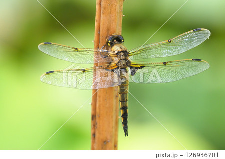 ヨツボシトンボ（オス） 126936701