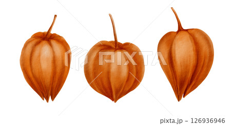 Physalis orange buds as nature autumn decorative plant element for pumpkin harvest festival and Thanksgiving invitations.Watercolor illustration isolated on transparent background 126936946
