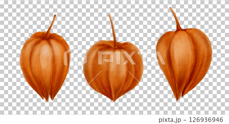 Physalis orange buds as nature autumn decorative plant element for pumpkin harvest festival and Thanksgiving invitations.Watercolor illustration isolated on transparent background 126936946
