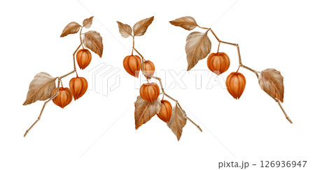 Physalis orange buds leaves on branches as nature autumn decorative plant element for pumpkin harvest festival and Thanksgiving invitations.Watercolor illustration isolated on transparent background 126936947