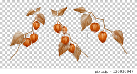 Physalis orange buds leaves on branches as nature autumn decorative plant element for pumpkin harvest festival and Thanksgiving invitations.Watercolor illustration isolated on transparent background 126936947