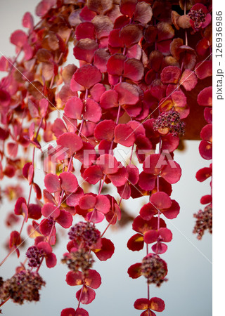 Sedum in autumn is a large genus of flowering plants in the family Crassulaceae, 126936986