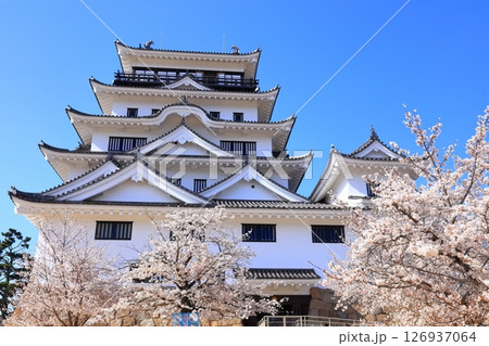 【広島県】桜咲く春の福山城（復興後）福山城桜まつり 126937064