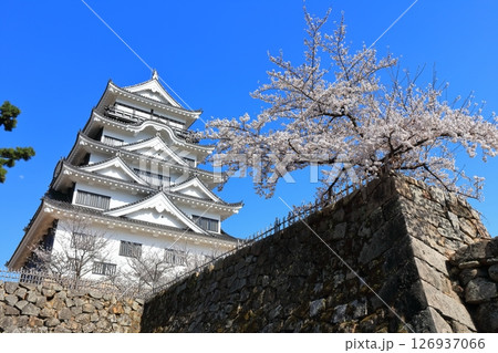 【広島県】桜咲く春の福山城(復興後)福山城桜まつり 【広島県】桜咲く春の福山城(復興後)福山城桜まつり 126937066
