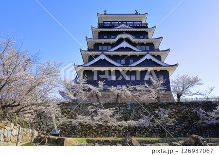 【広島県】桜咲く春の福山城（復興後）福山城桜まつり 126937067