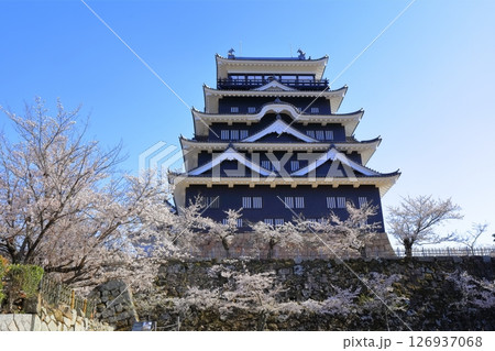【広島県】桜咲く春の福山城(復興後)福山城桜まつり 【広島県】桜咲く春の福山城(復興後)福山城桜まつり 126937068