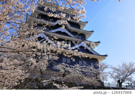 【広島県】桜咲く春の福山城(復興後)福山城桜まつり 【広島県】桜咲く春の福山城(復興後)福山城桜まつり 126937069