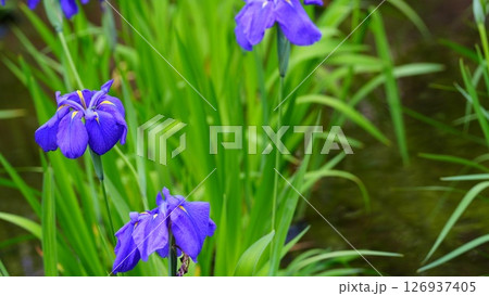 雨に濡れる花菖蒲は平成 雨に濡れる花菖蒲は平成 126937405