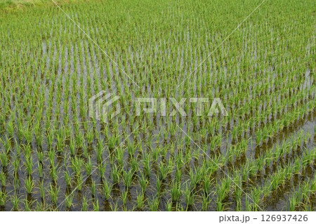 田植え1ヶ月後の水田 126937426