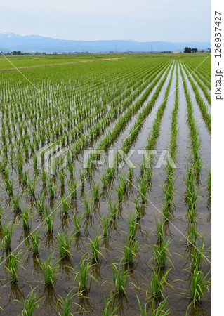 田植え1ヶ月後の水田 126937427