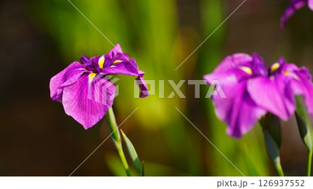 梅雨の晴れ間に咲く花菖蒲 126937552