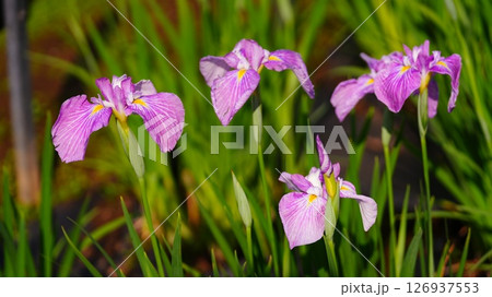 雨に濡れる花菖蒲 雨に濡れる花菖蒲 126937553