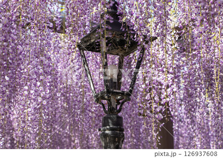藤の花 藤の花 126937608