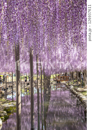 藤の花 126937611