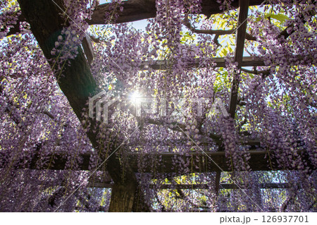 藤の花と太陽 126937701