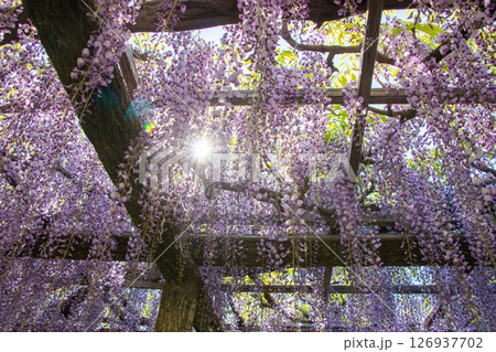 藤の花と太陽 126937702