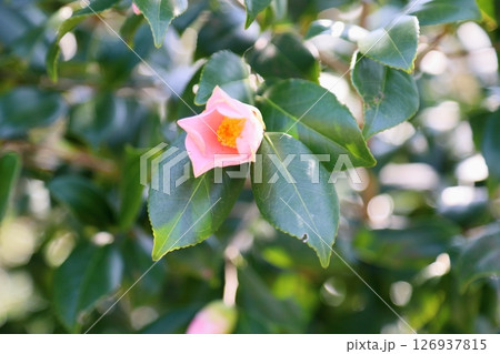 ツバキの花 ツバキの花 126937815