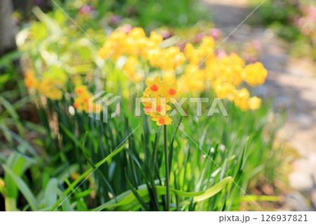 黄色のスイセンの花　タリア 126937821