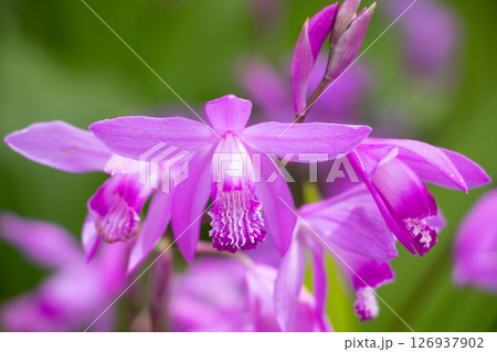 シラン シラン 126937902