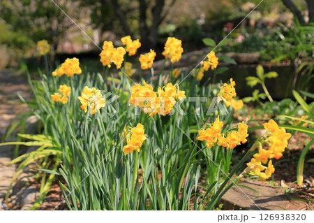 黄色のスイセンの花 タリア 黄色のスイセンの花 タリア 126938320