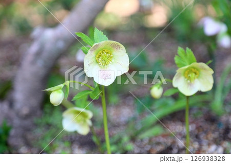 クリスマスローズの花 クリスマスローズの花 126938328