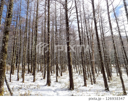2020年4月19日蓼科山 樹林帯 2020年4月19日蓼科山 樹林帯 126938347