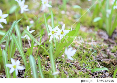 ヒロハノアマナの花 126938530