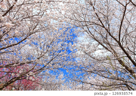 【香川県】桜咲く春の朝日山森林公園 【香川県】桜咲く春の朝日山森林公園 126938574