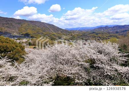 【香川県】桜咲く春の朝日山森林公園と金刀比羅宮の大麻山 126938576
