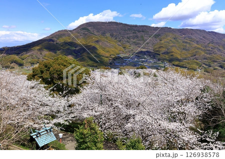 【香川県】桜咲く春の朝日山森林公園と金刀比羅宮の大麻山 【香川県】桜咲く春の朝日山森林公園と金刀比羅宮の大麻山 126938578