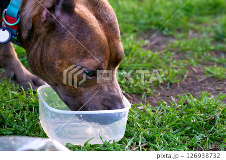 Thirsty.Brown pitbull drinking water on grassy lawn 126938732