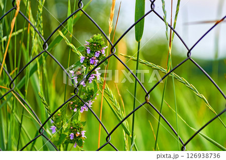 Solitude. Black horehound with pink flowers behind a wire fence 126938736