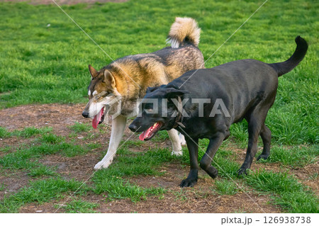 An Eskimo Laika and a German Shepherd Labrador mix are on the case 126938738