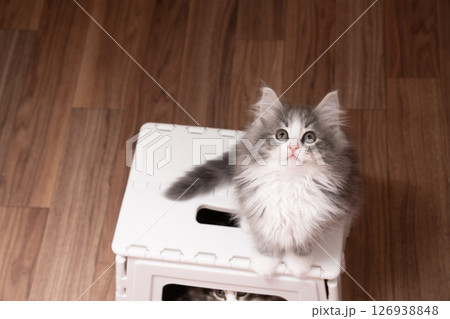 踏み台にのったノルウェージャンフォレストキャットの仔猫 踏み台にのったノルウェージャンフォレストキャットの仔猫 126938848