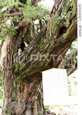 建長寺の柏槙　 126939145