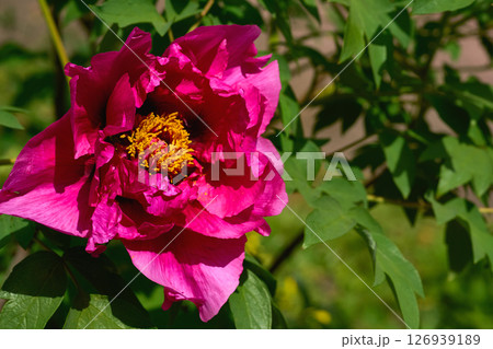 Pink blossoming peony in the green spring garden 126939189