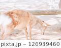 体を震わせる鹿 126939460