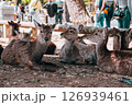 見つめる鹿 126939461
