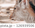 一点をみつめる鹿 126939506