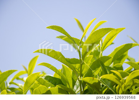 お茶の葉 青空 お茶の葉 青空 126939568