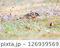 地面に降りたホオジロ 126939569