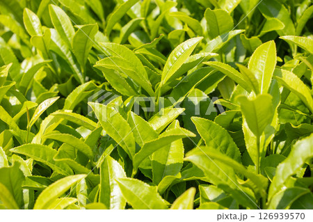 新芽 茶畑 新芽 茶畑 126939570