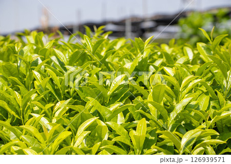新芽 茶畑 新芽 茶畑 126939571