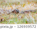 エサをみつけるホオジロ 126939572