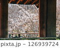 東屋から見る桜 126939724